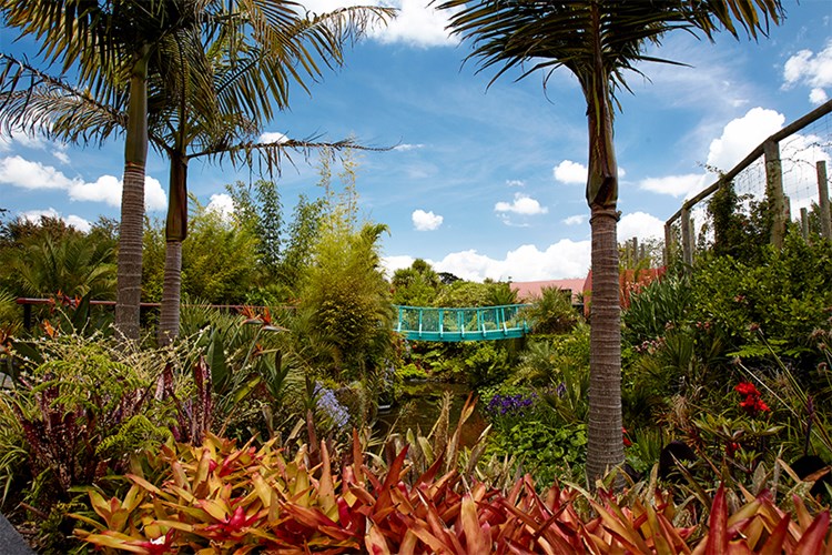 Hamilton Gardens Tropical Garden
