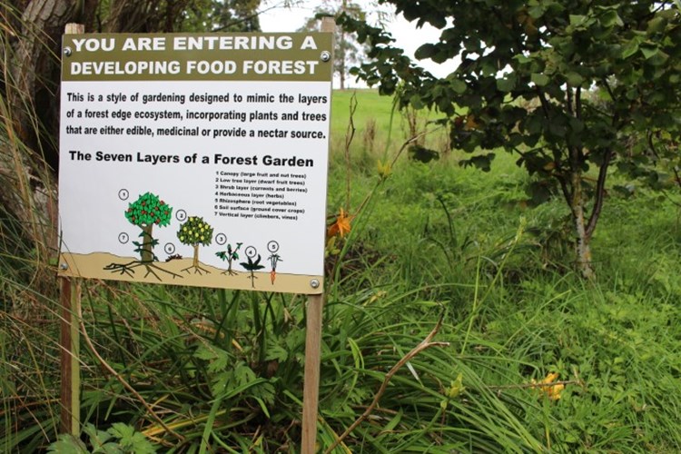 Entering Eathlores Food Forest Where There Are Many Unusual Edibles Small