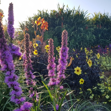 Perennial Garden