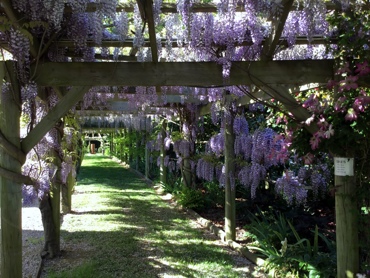 Wisteria Pergola South
