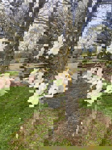 457571585 1032256132024779 1649846678943707236 N