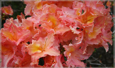 Dec Azalea Almond Icing Clipped 637X379