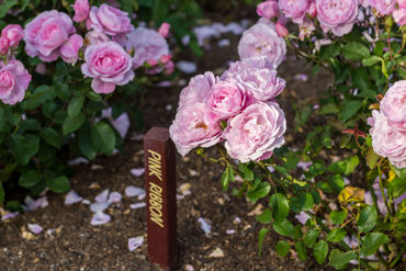 Gorepublicgardens 28