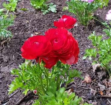 Red Flowers Sept 2020