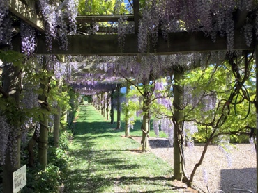Wisteria Pergola North
