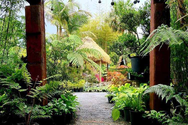 A 'Touch of the Tropics'