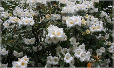 Mi Amor Clipped 637X379