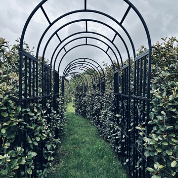 Hedge Walkway