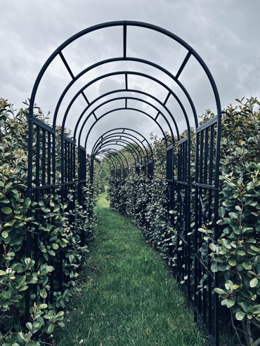 Hedge Walkway