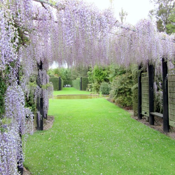 3Wisteria 0144