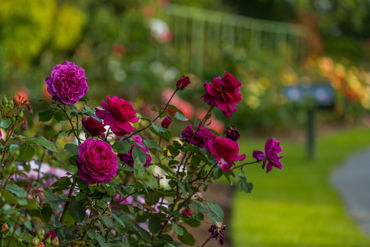 Gorepublicgardens 24