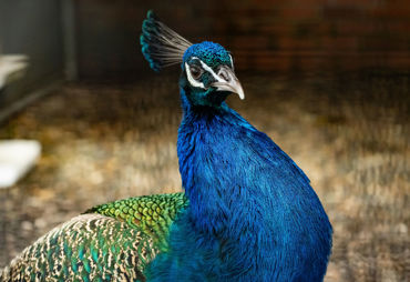 Gorepublicgardens 01