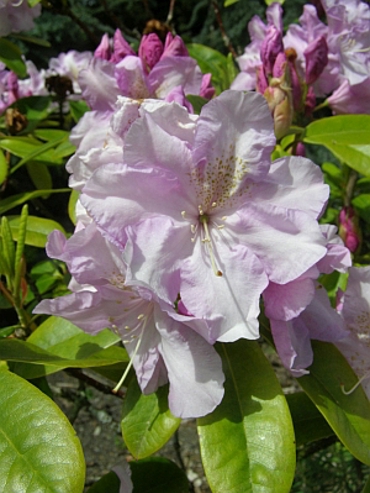 BlueRiverCarringtonGdn_sm.jpg