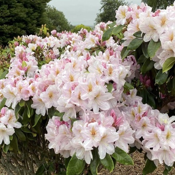 Pink Rhodo
