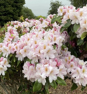 Pink Rhodo