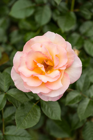 Gorepublicgardens 18