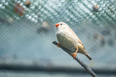 Gorepublicgardens 08