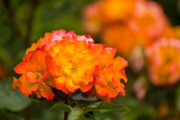 Gorepublicgardens 15