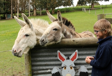 Donkeys