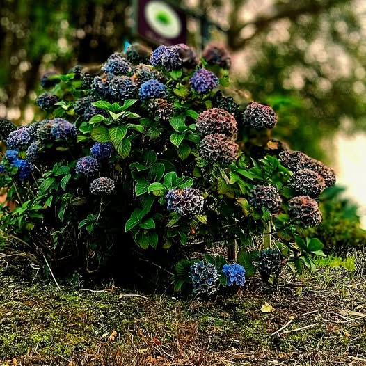 GARDEN 6.jpg