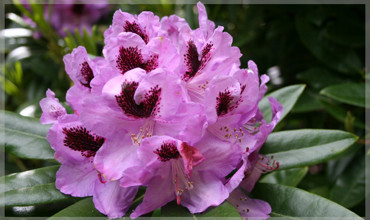 Bud Flanagan CAM Clipped 637X379