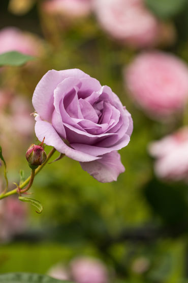 Gorepublicgardens 14