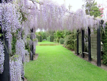 3wisteria__0144.jpg