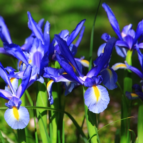 Cedar Park Gardens and B&B image