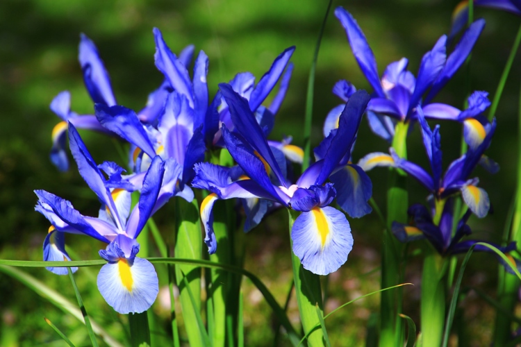 Cedar Park Gardens and B&B