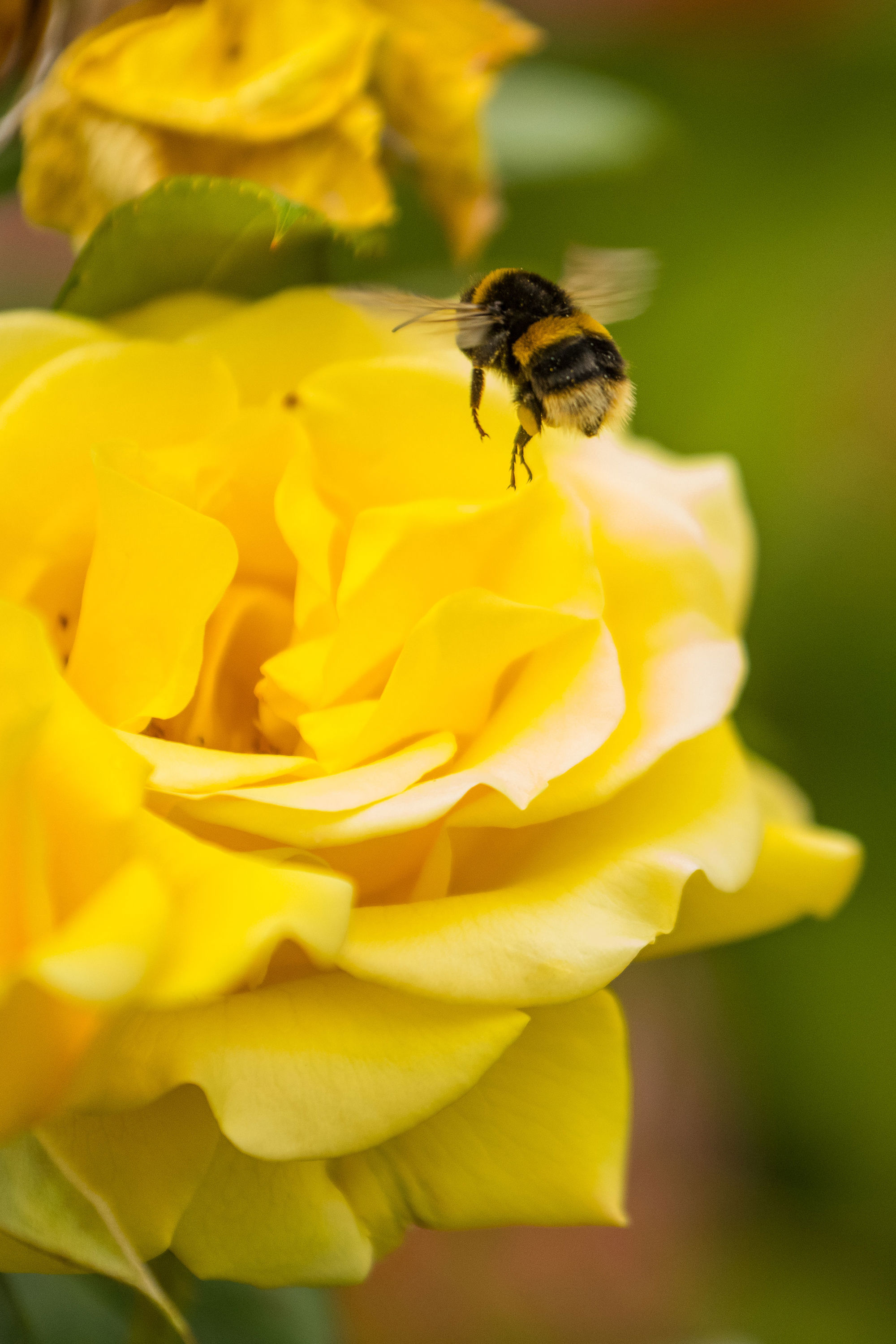 Gorepublicgardens 17