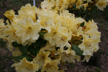 Beverley Tasker Lg 2014