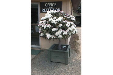 Standard Yakushimanum Small