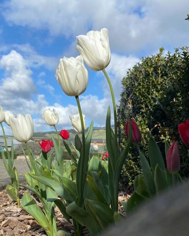 378347229 17981362835417551 133196576577394020 N