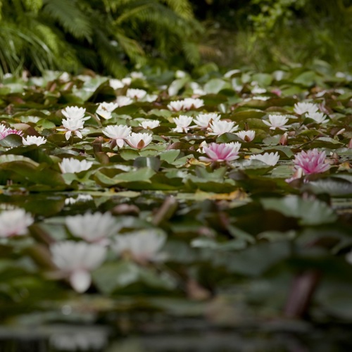 Rapaura Watergardens image