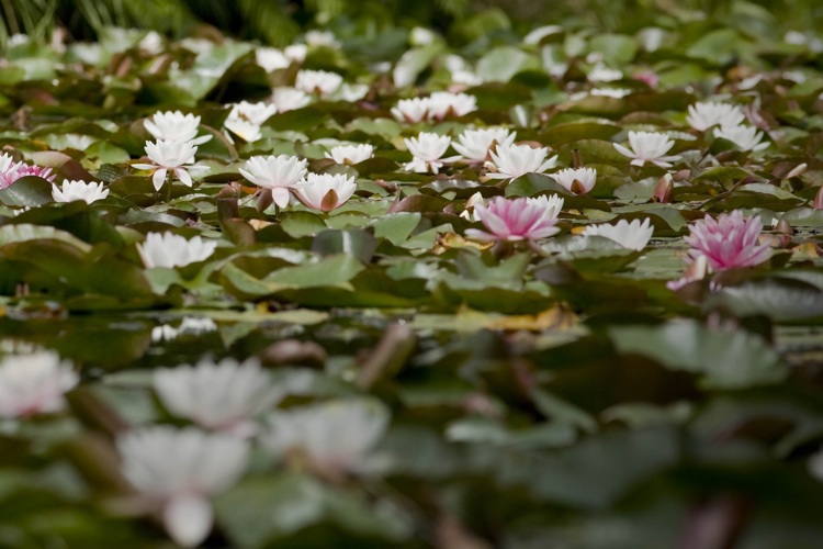 Rapaura Watergardens