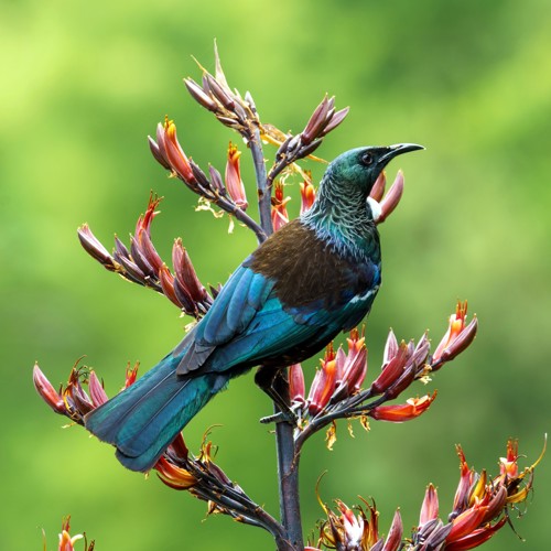 The Sculpture Park at Waitakaruru Arboretum image