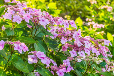 Gorepublicgardens 34