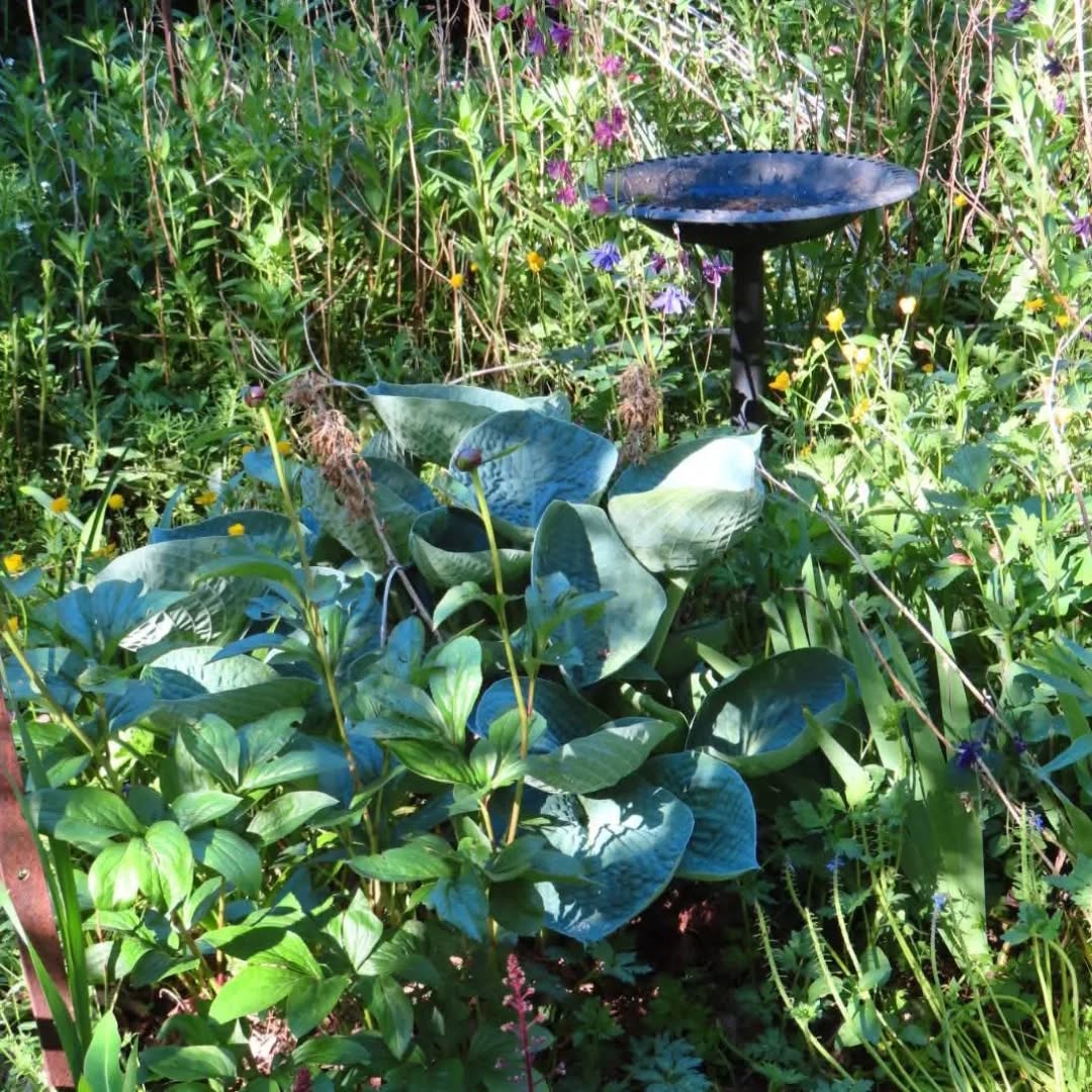 garden11.jpg