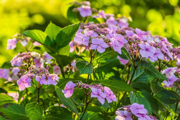 Gorepublicgardens 33