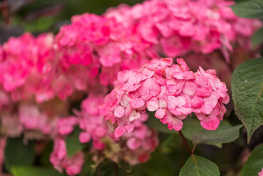 Gorepublicgardens 13