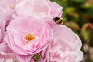 Gorepublicgardens 20