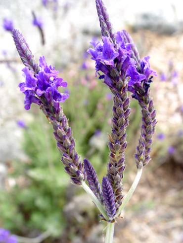 Lavendercloseup5 DSC07482