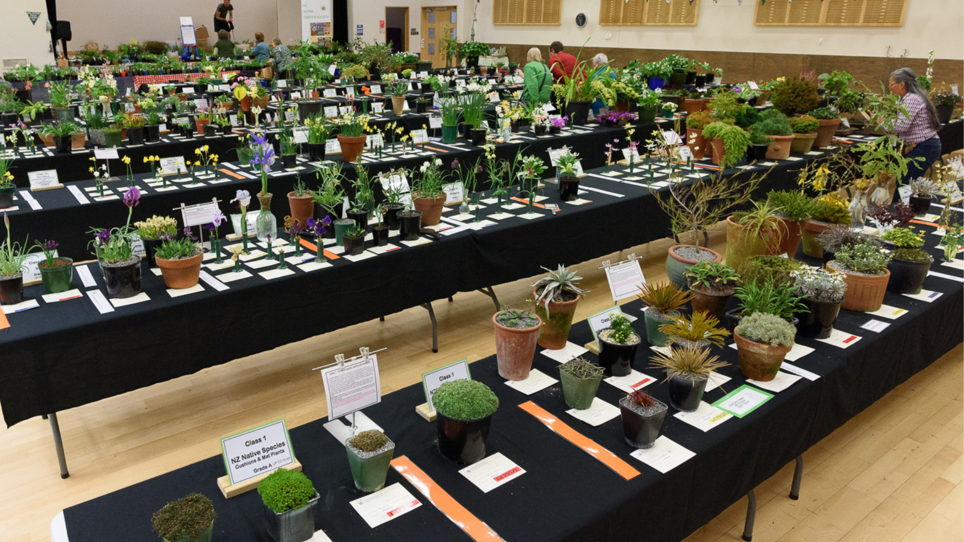 New Zealand Alpine Garden Society Show