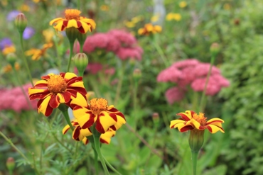Jolly Jester Marigolds at Earthlore