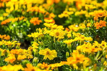 Gorepublicgardens 37